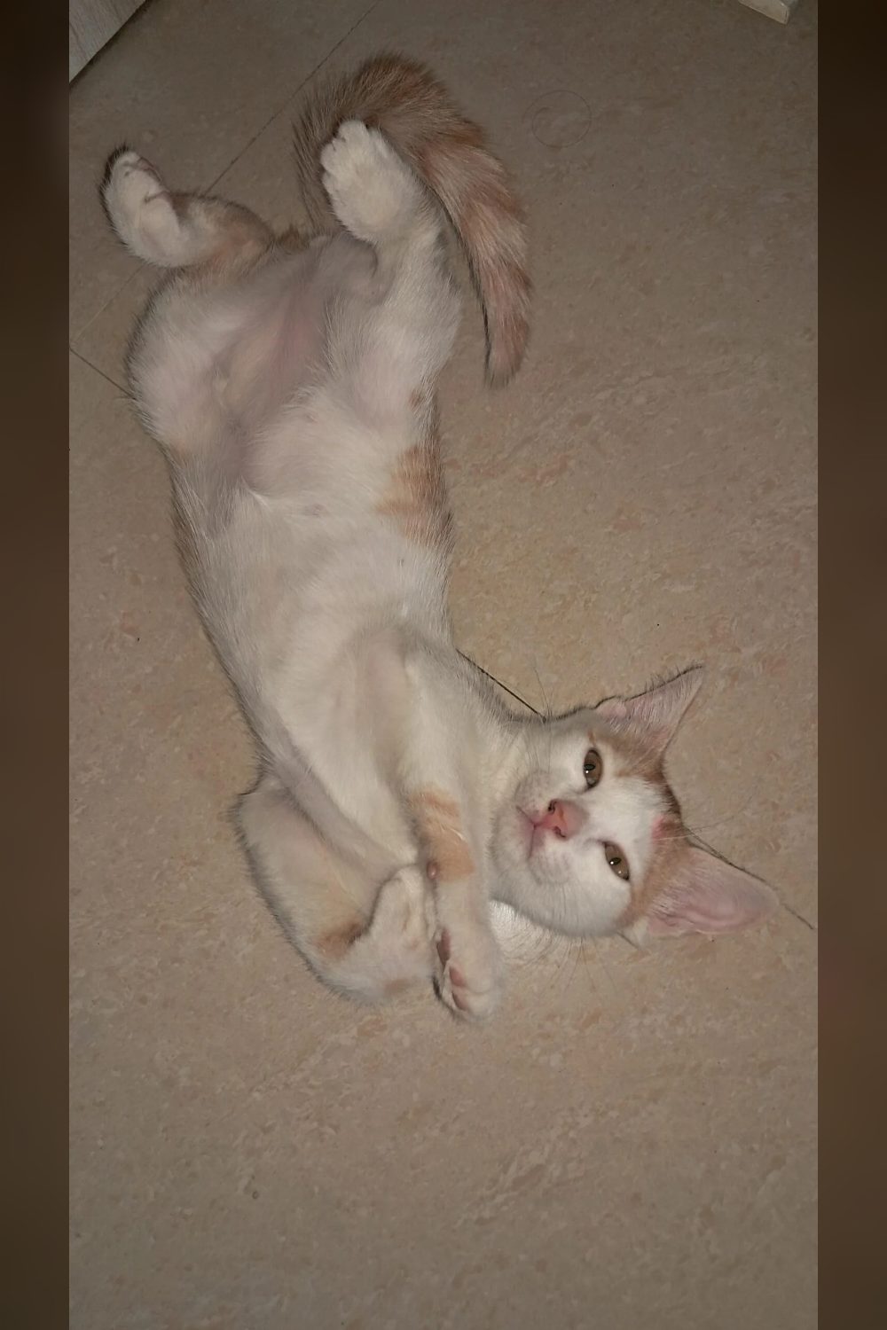 Two 3.5-Month-Old Kittens Seeking Permanent, Loving Homes — Thane / Mumbai Area