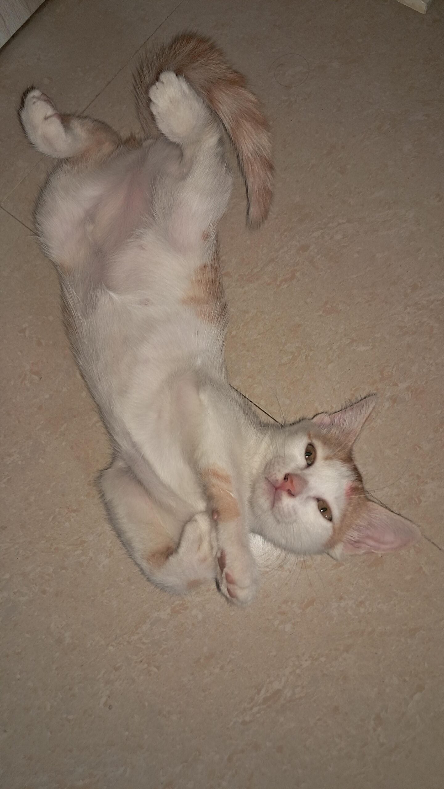 Two 3.5-Month-Old Kittens Seeking Permanent, Loving Homes - Thane / Mumbai Area