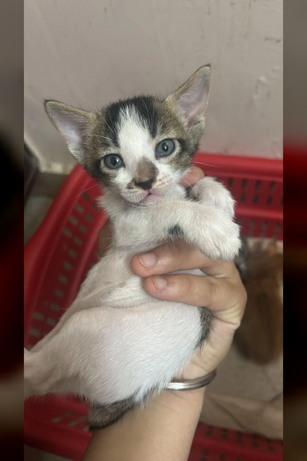 1-month-old kitten for adoption β Delhi NCR
