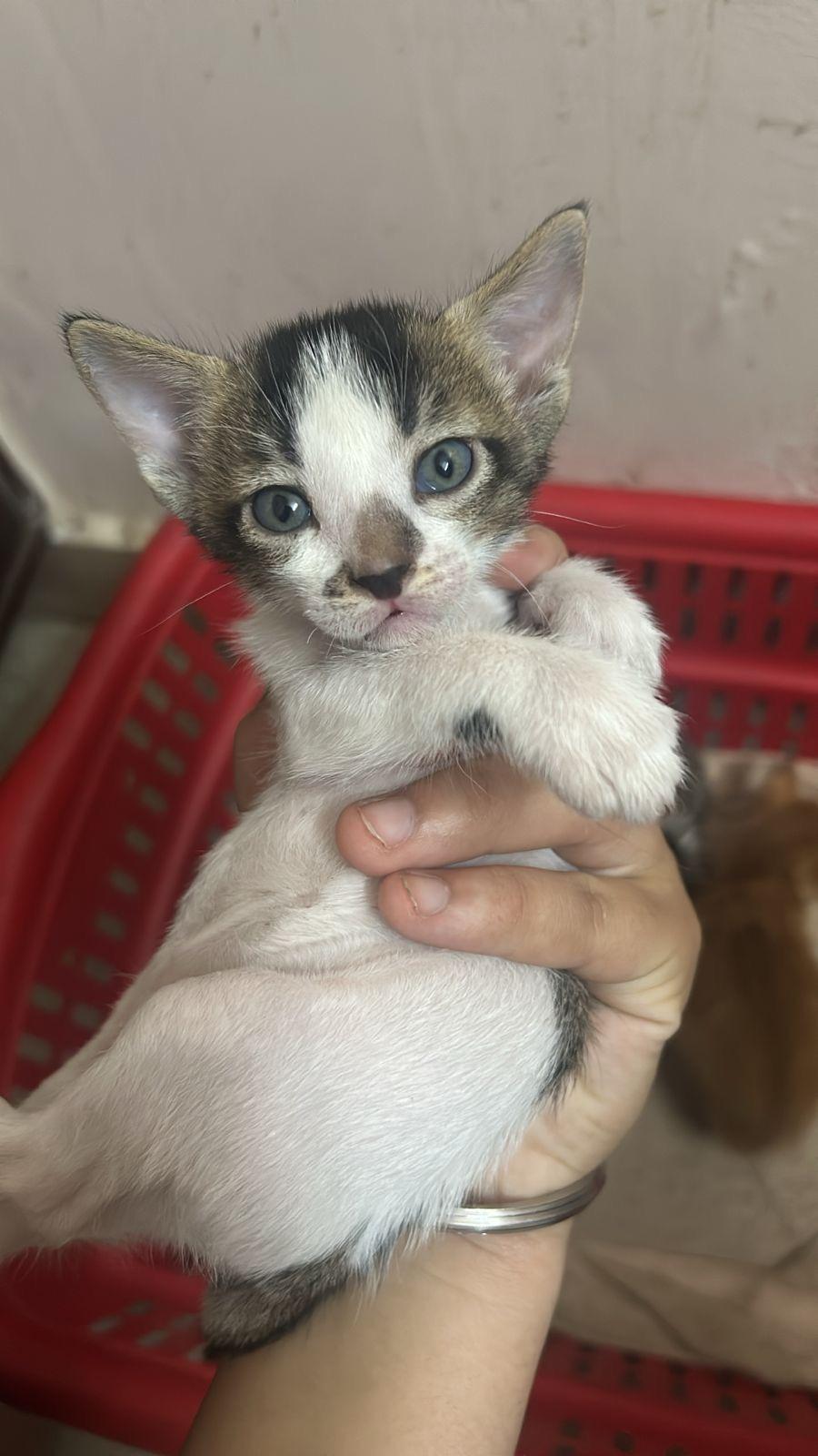 Kittens for adoption