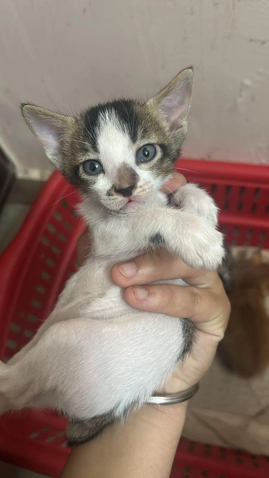 Kittens for adoption