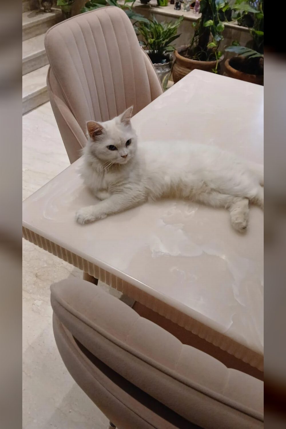 Adopt Mishti ❤️ (Delhi/NCR)