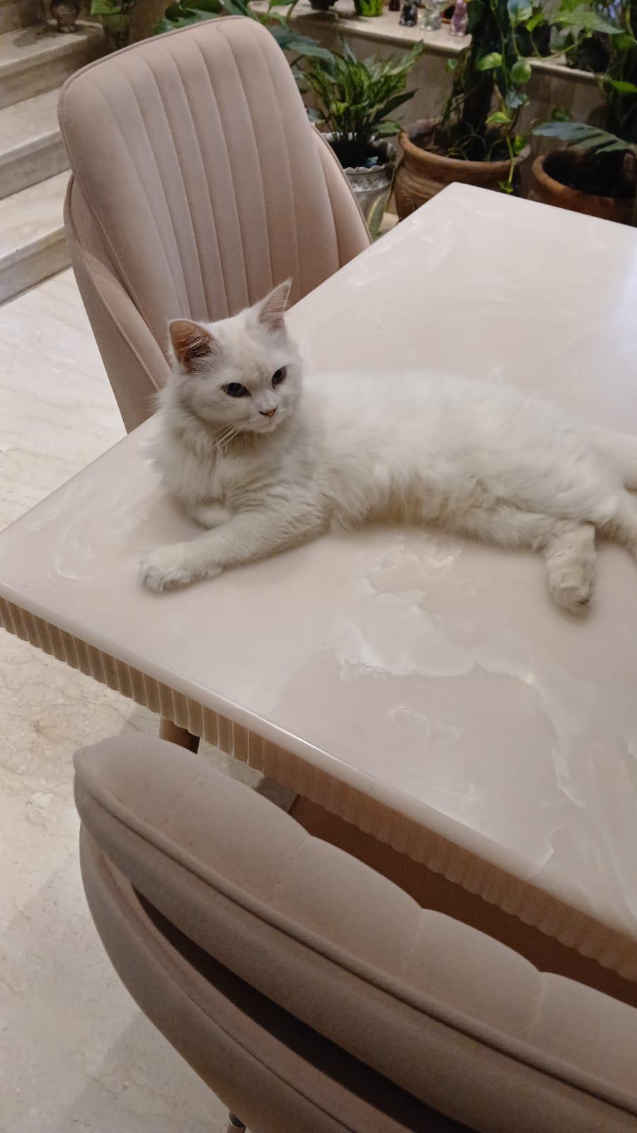 Adopt Mishti ❤️ (Delhi/NCR)