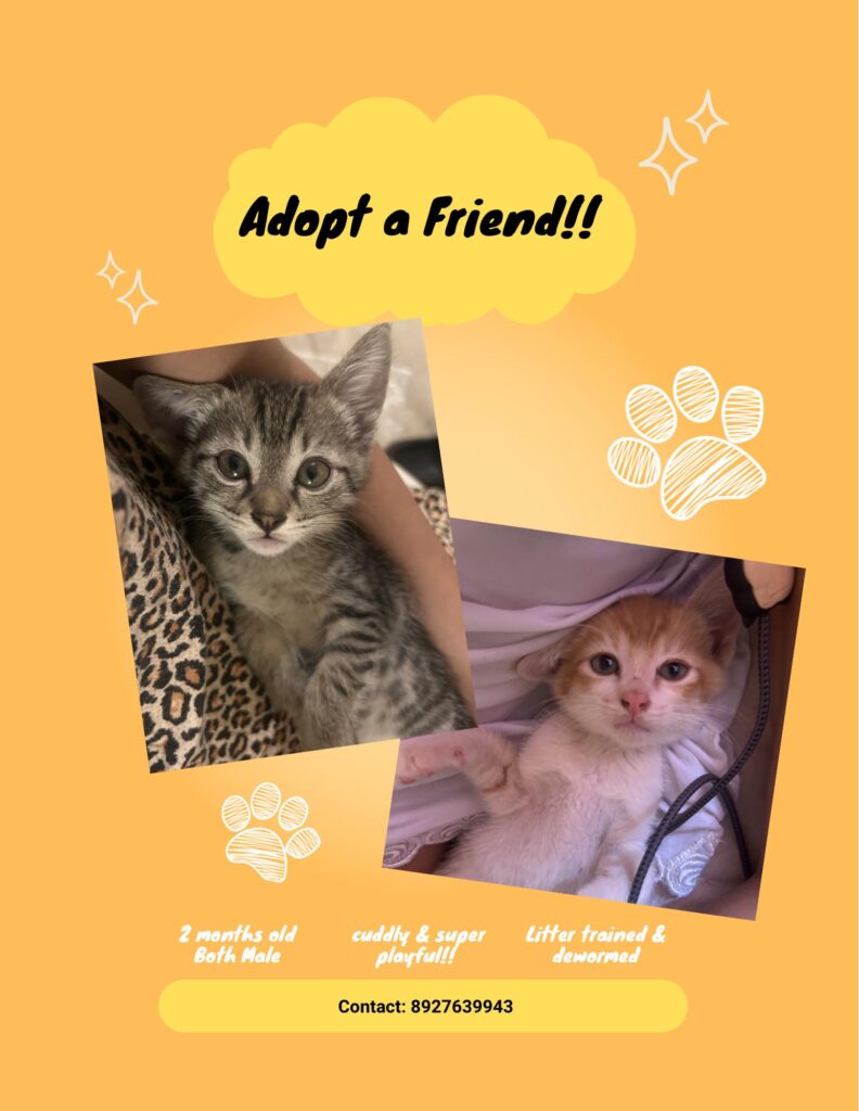 Kitties for adoption