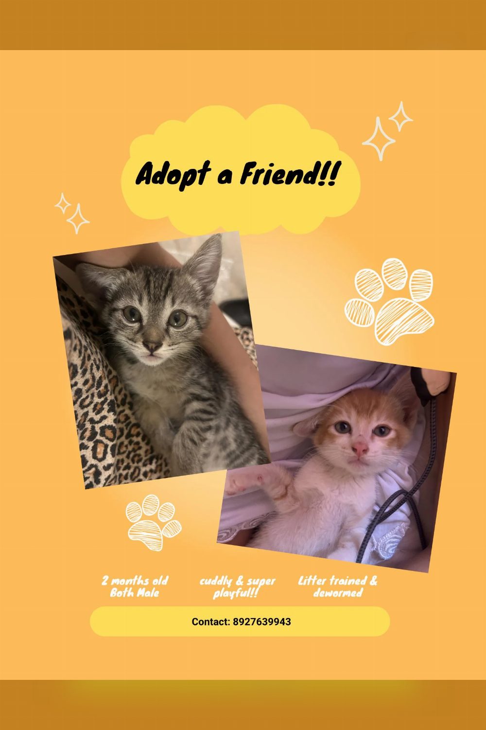 Kitties for adoption — Bengaluru
