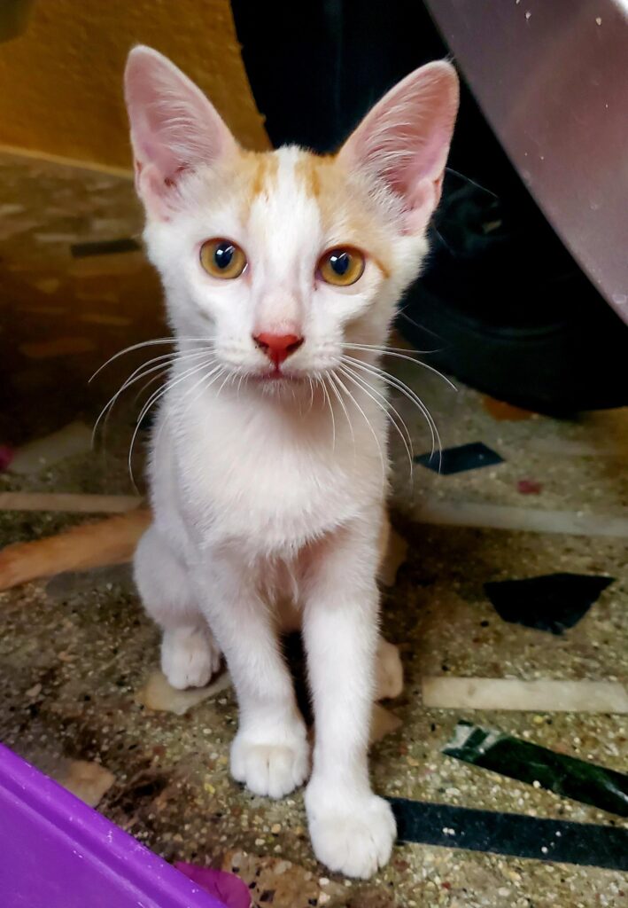 Adoption appeal