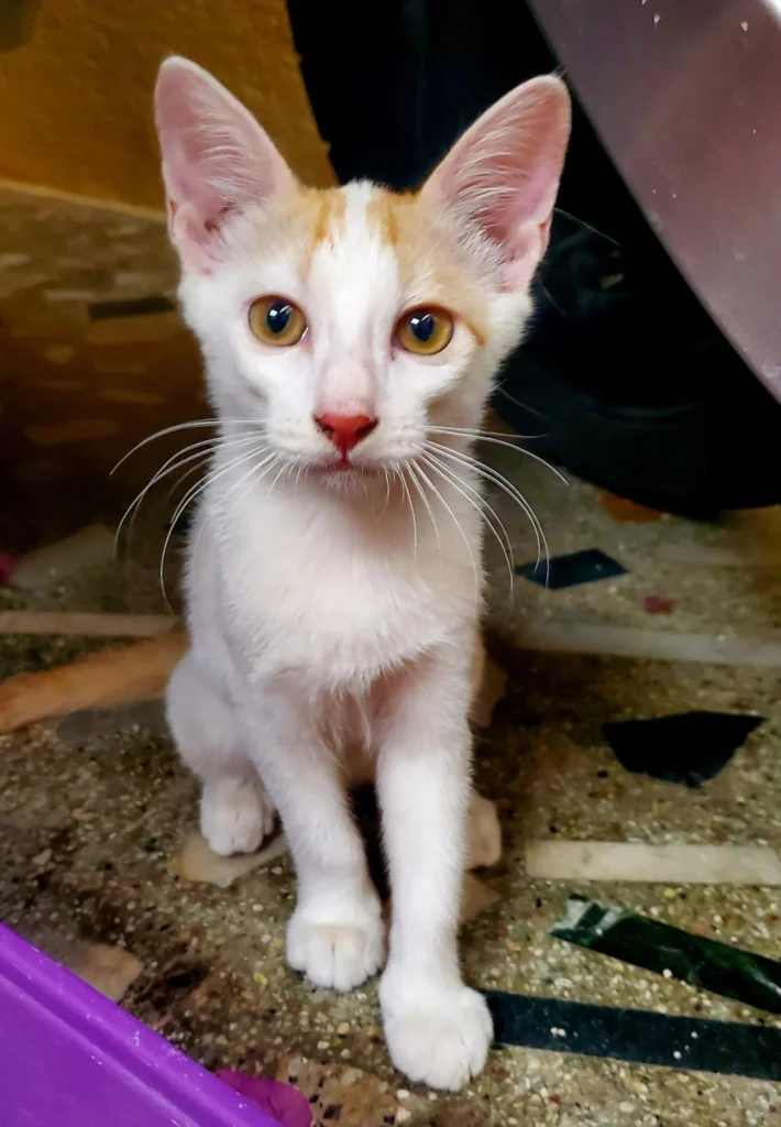 Adoption appeal