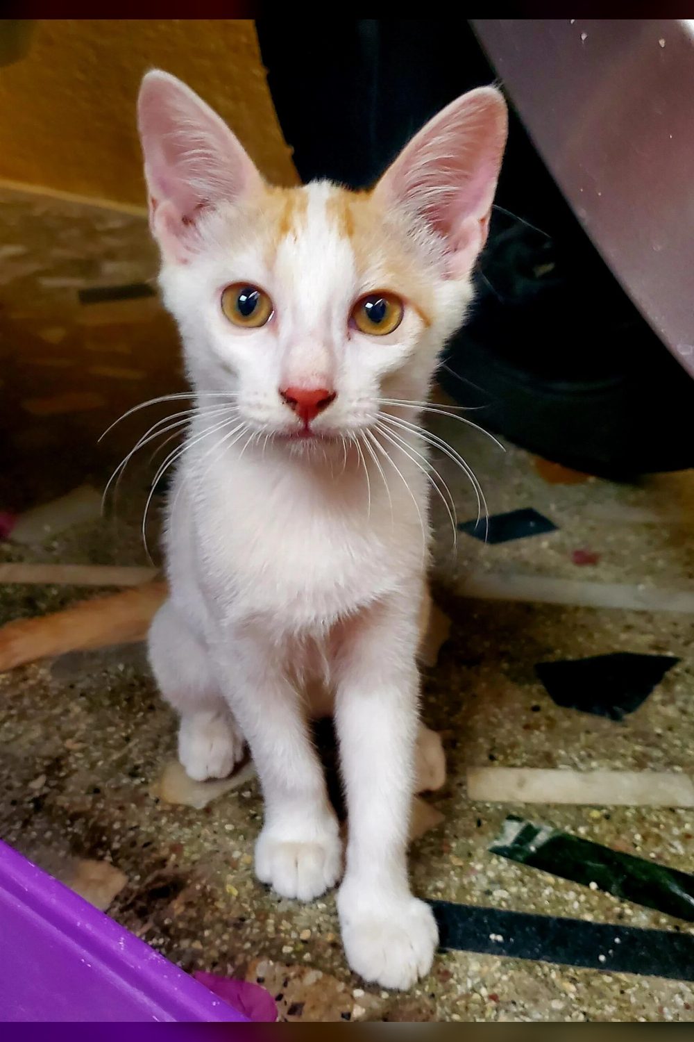 3-month-old female kitten for adoption — Bengaluru
