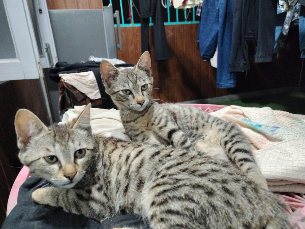 Pls adopt these two cute brothers