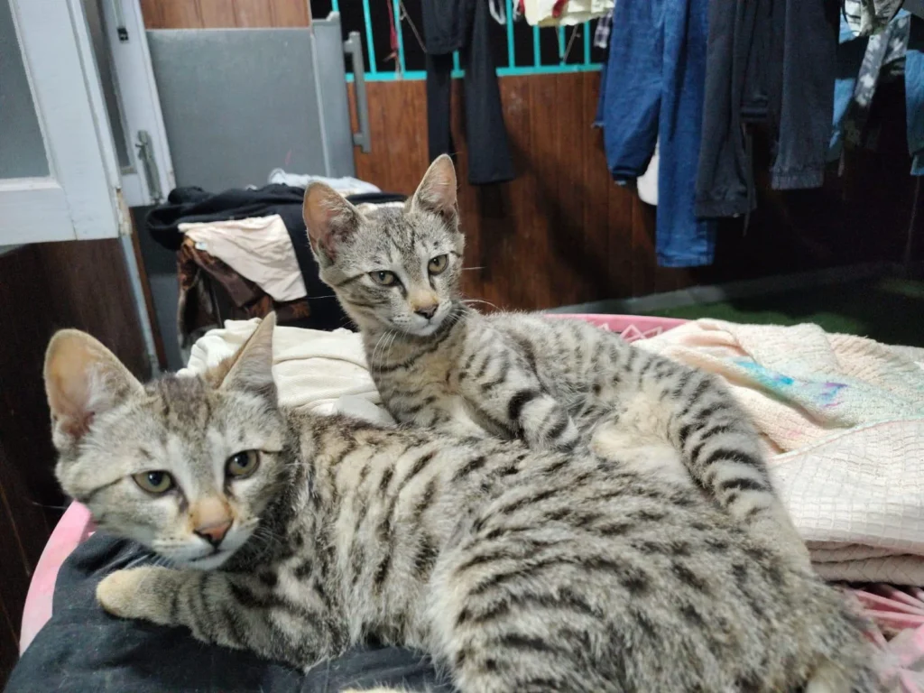Two three-month-old brother kittens needing urgent rehoming in Delhi NCR