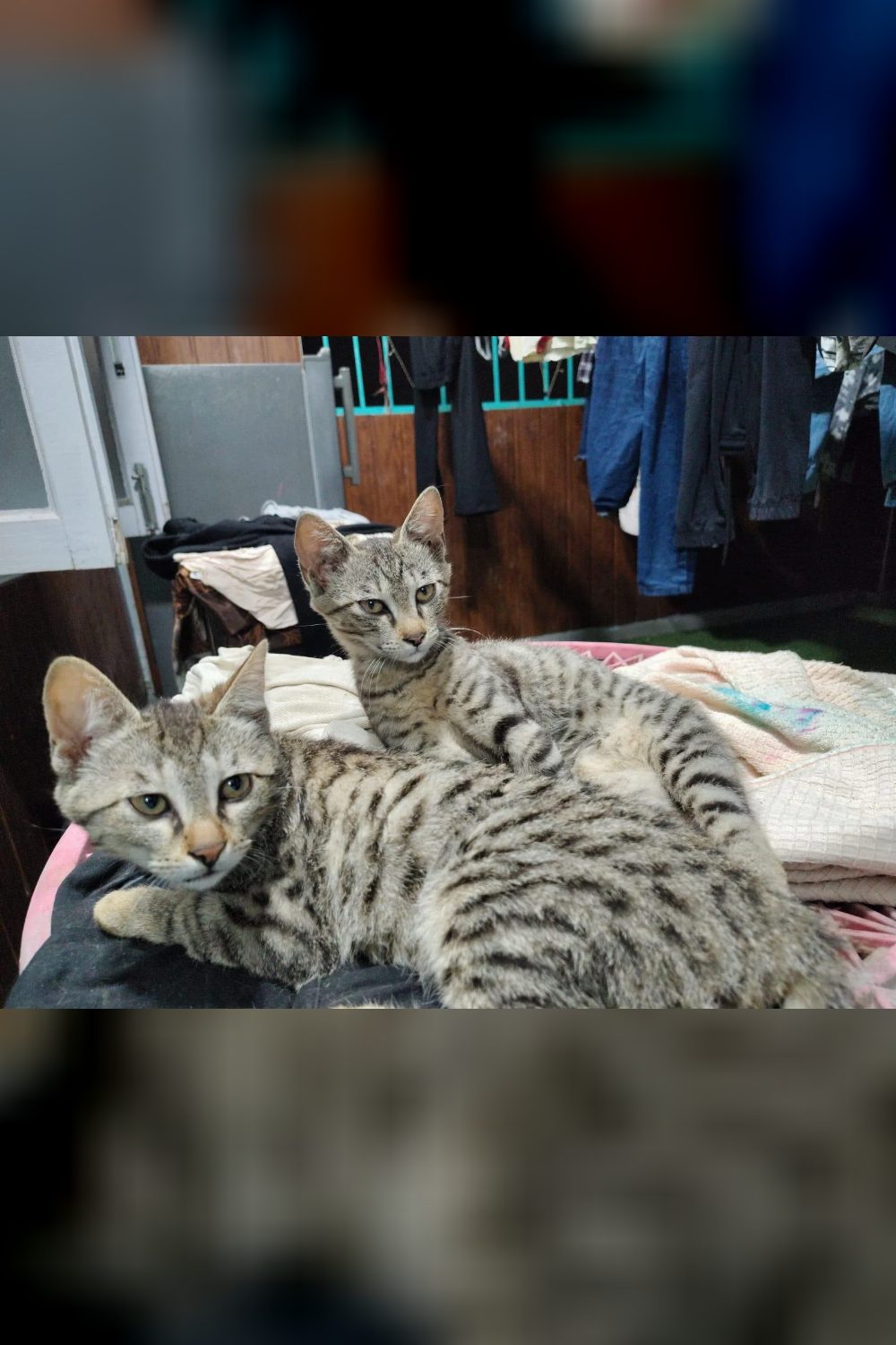 Please Adopt These Two Cute Brothers — Delhi NCR