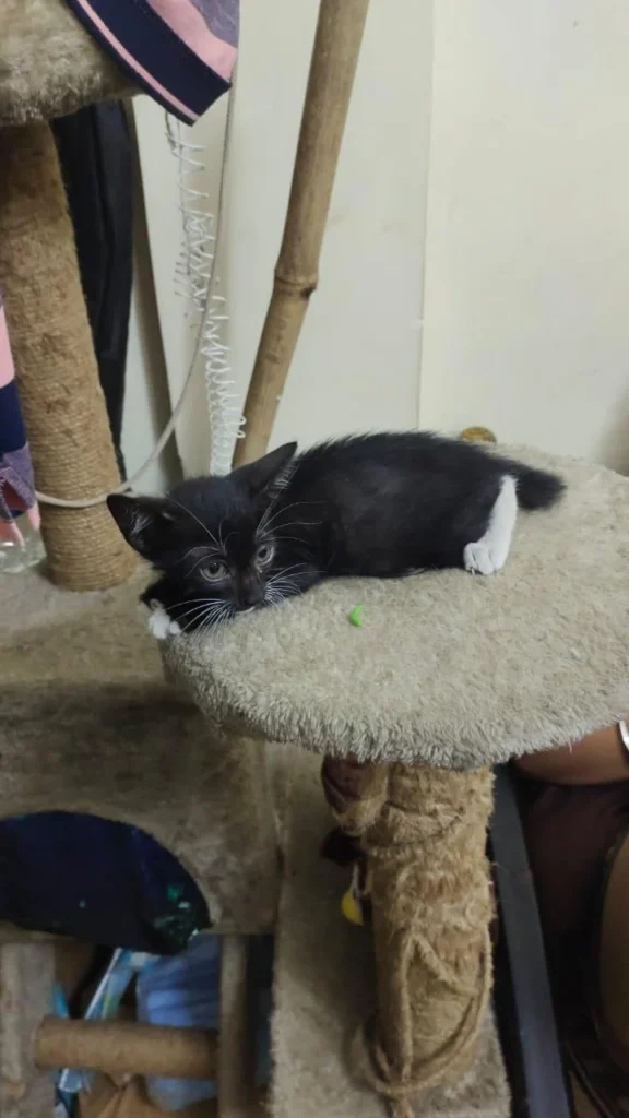 Thane: Kitten needs 15 days foster home.