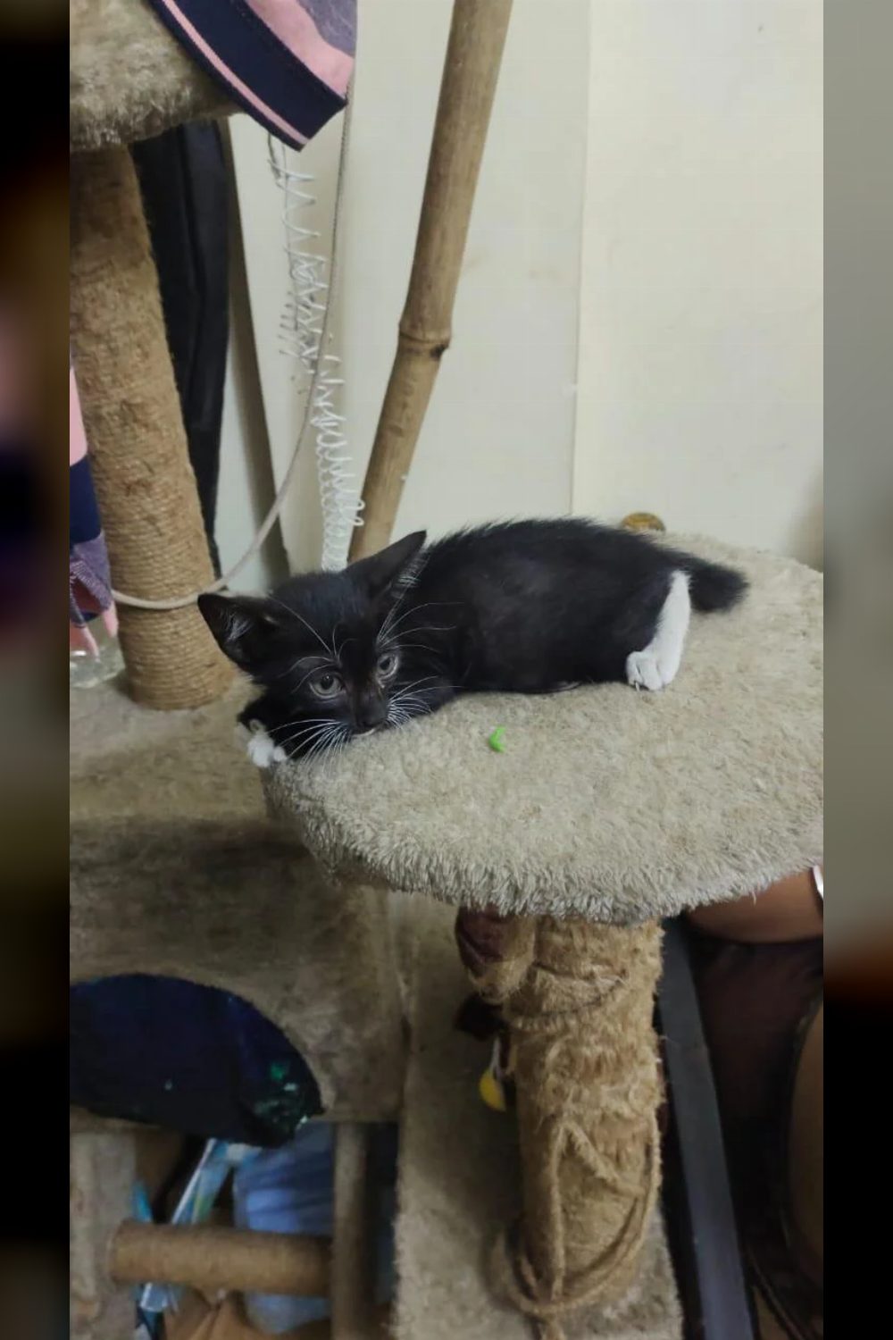The kitten who needed 15 days of foster care got a home instead — Thane