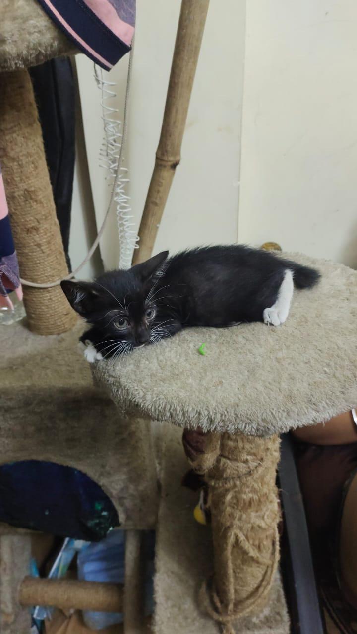 Thane: Kitten needs 15 days foster home.
