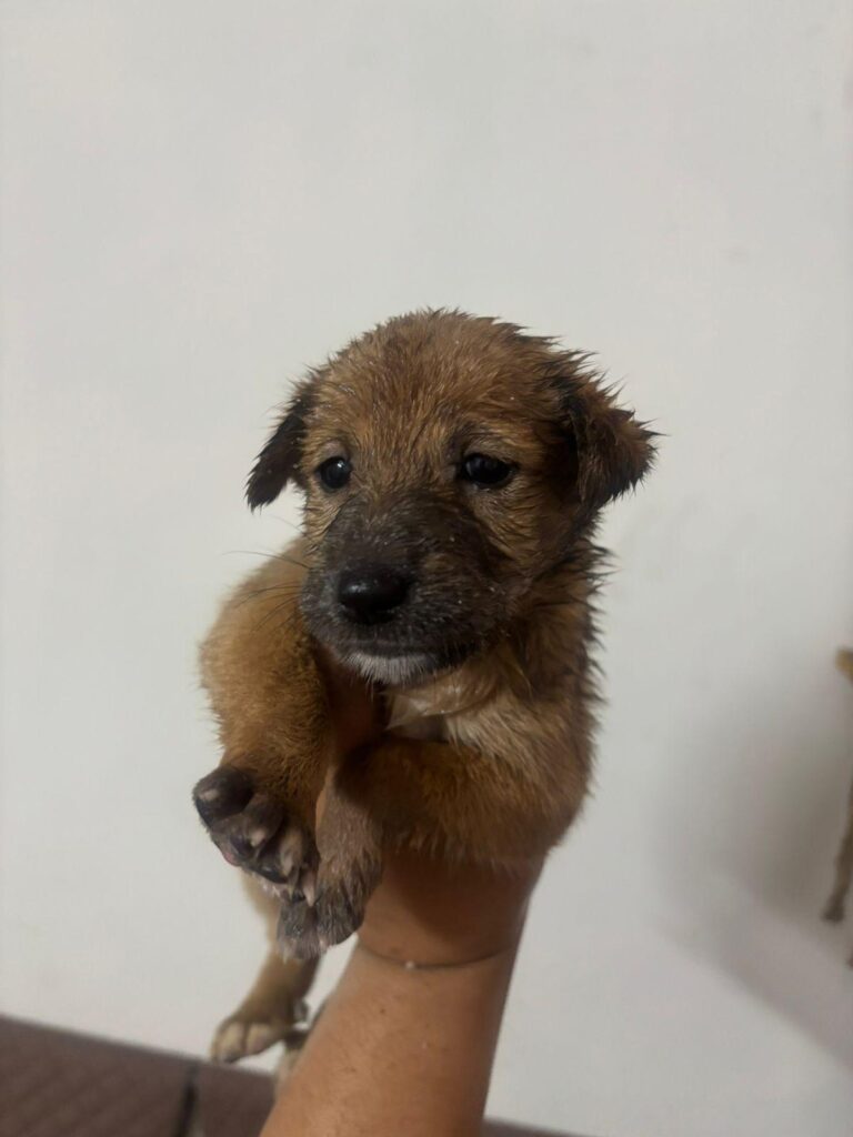 Meet Dibbi ❤️ - pet for adoption in India