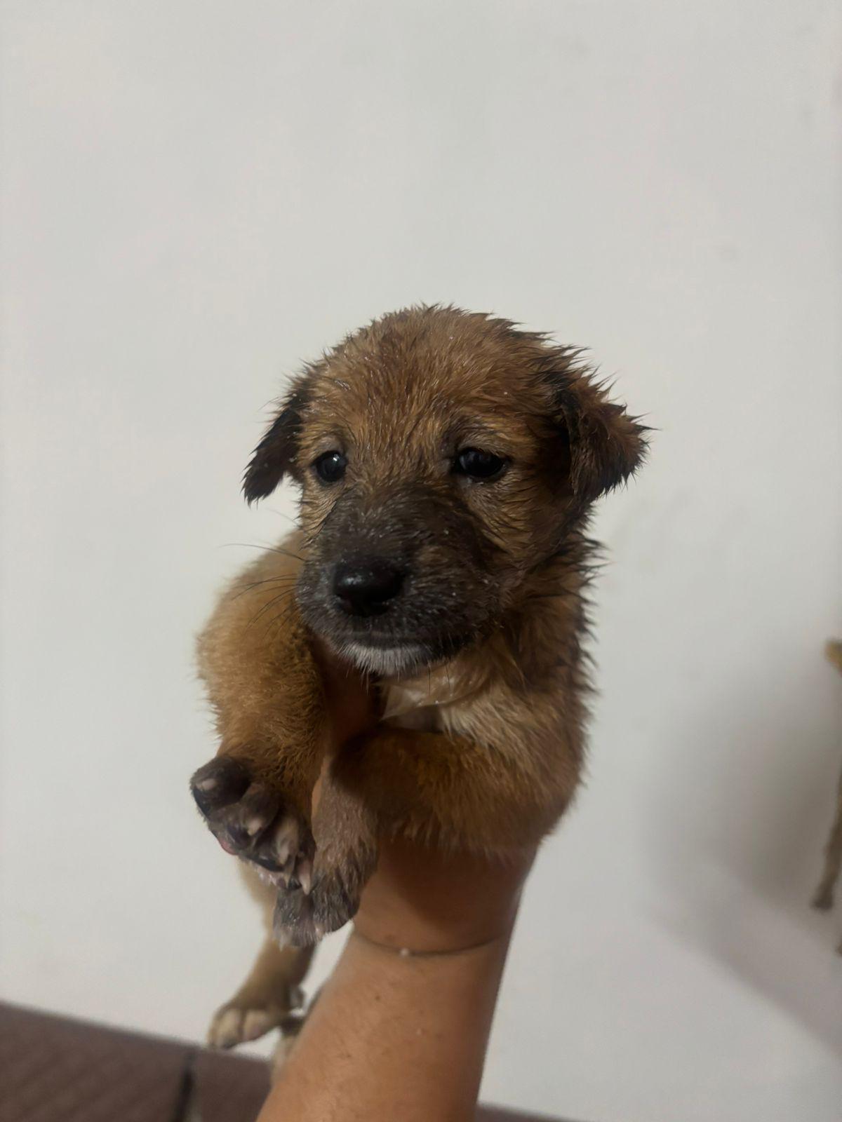 Meet Dibbi ❤️ — Delhi NCR