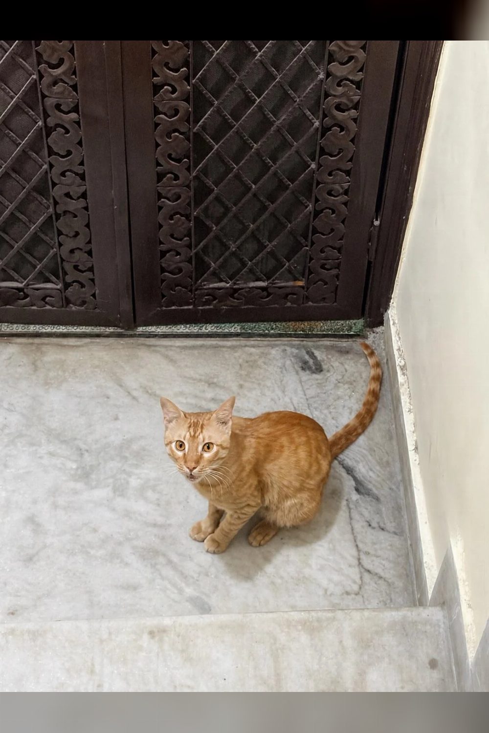 Billu, a 2-year-old male cat for adoption — Delhi NCR