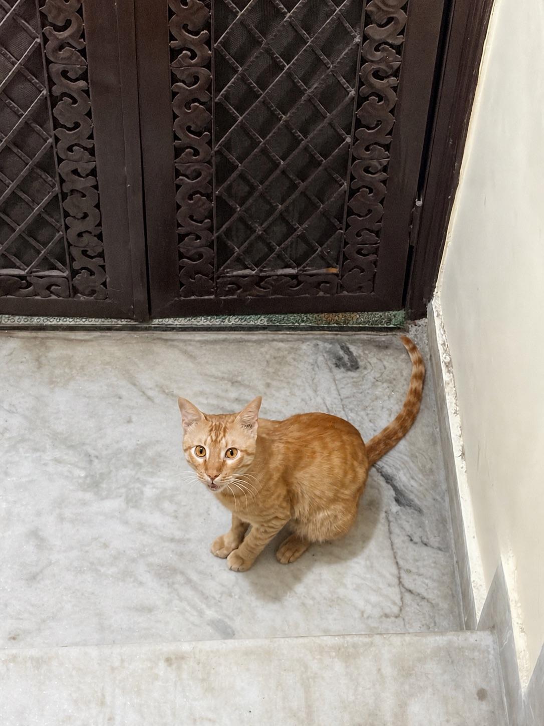 Adoption Appeal Urgent