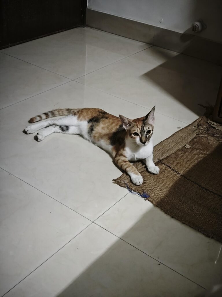 Calico kitten 😻 for adoption in Powai, Mumbai - kitten in India