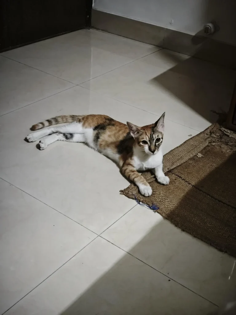 Calico kitten π» for adoption in Powai, Mumbai - kitten in India