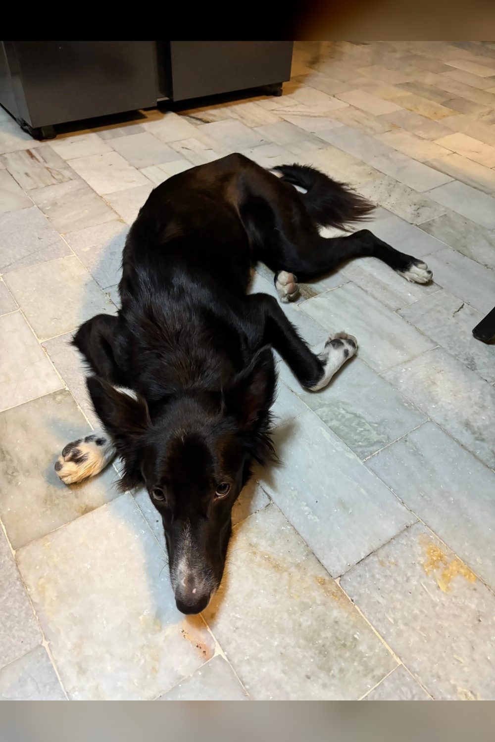 Looking for a Responsible Adoption Home for My Dog (Varanasi)