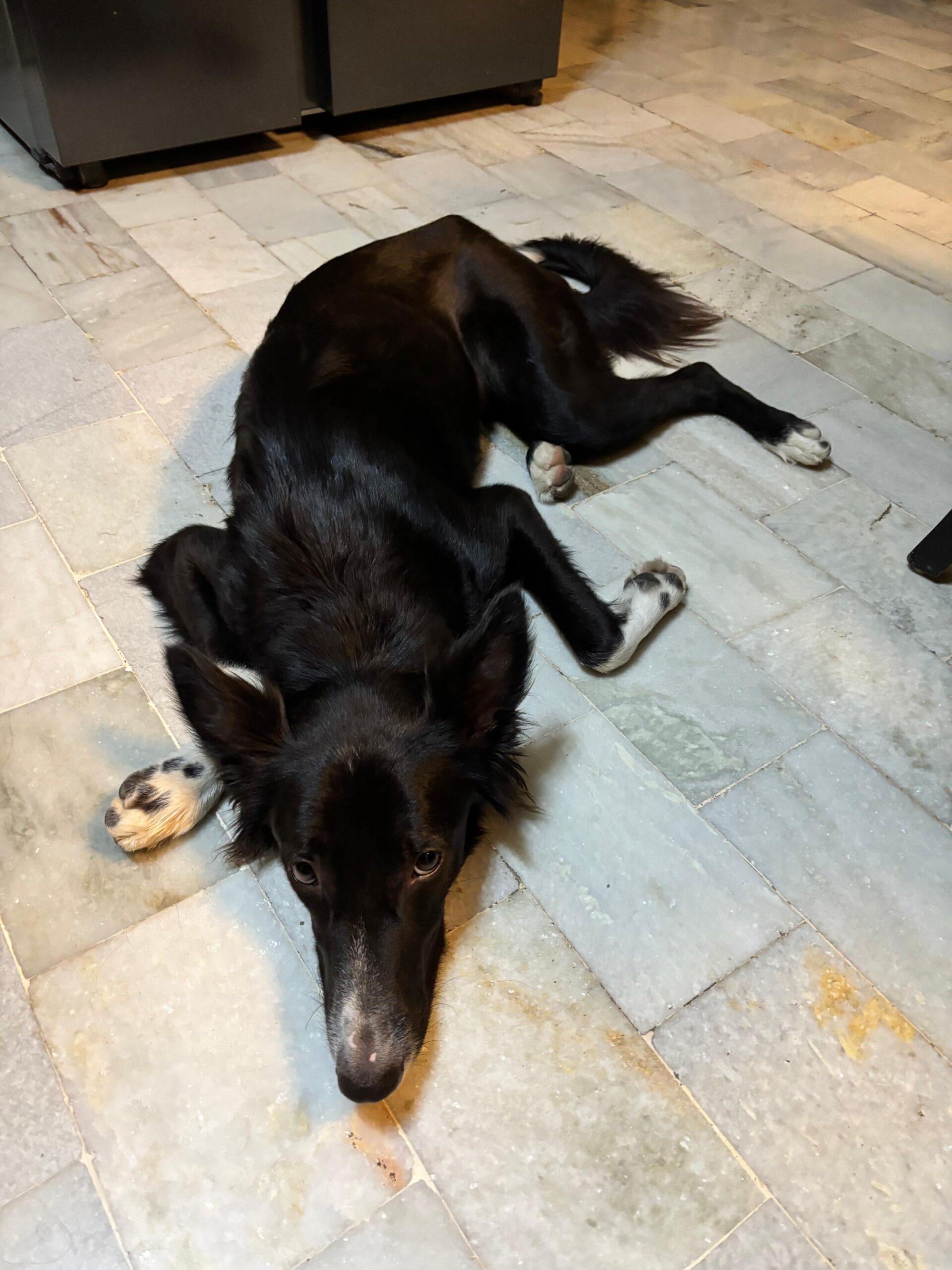 Looking for a Responsible Adoption Home for My Dog (Varanasi)