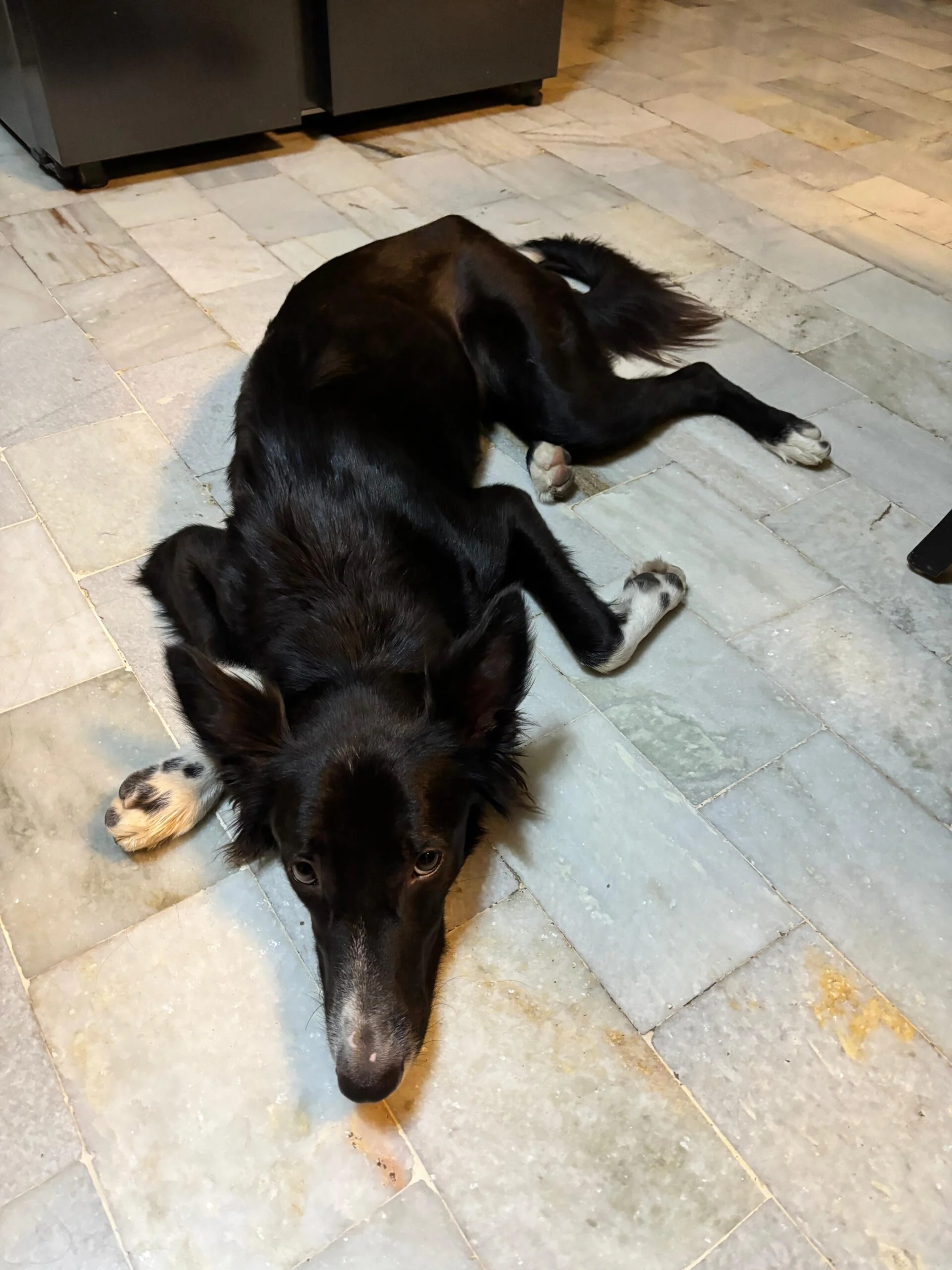 Looking for a Responsible Adoption Home for My Dog (Varanasi)