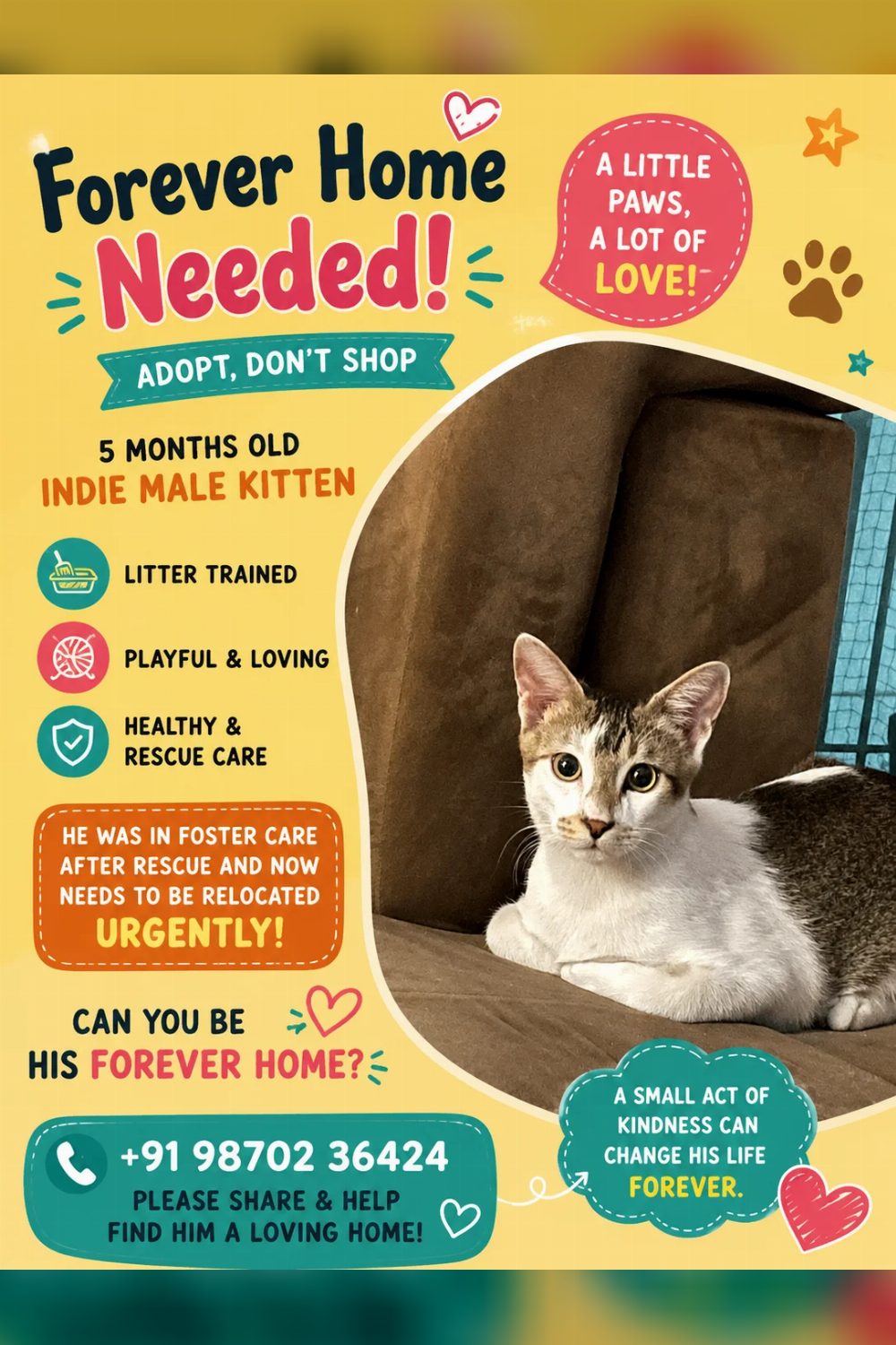 This Handsome boy needs home — Delhi NCR