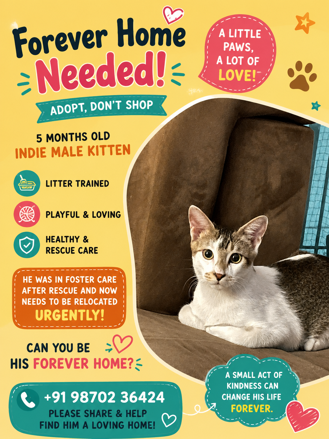 This Handsome boy needs home
