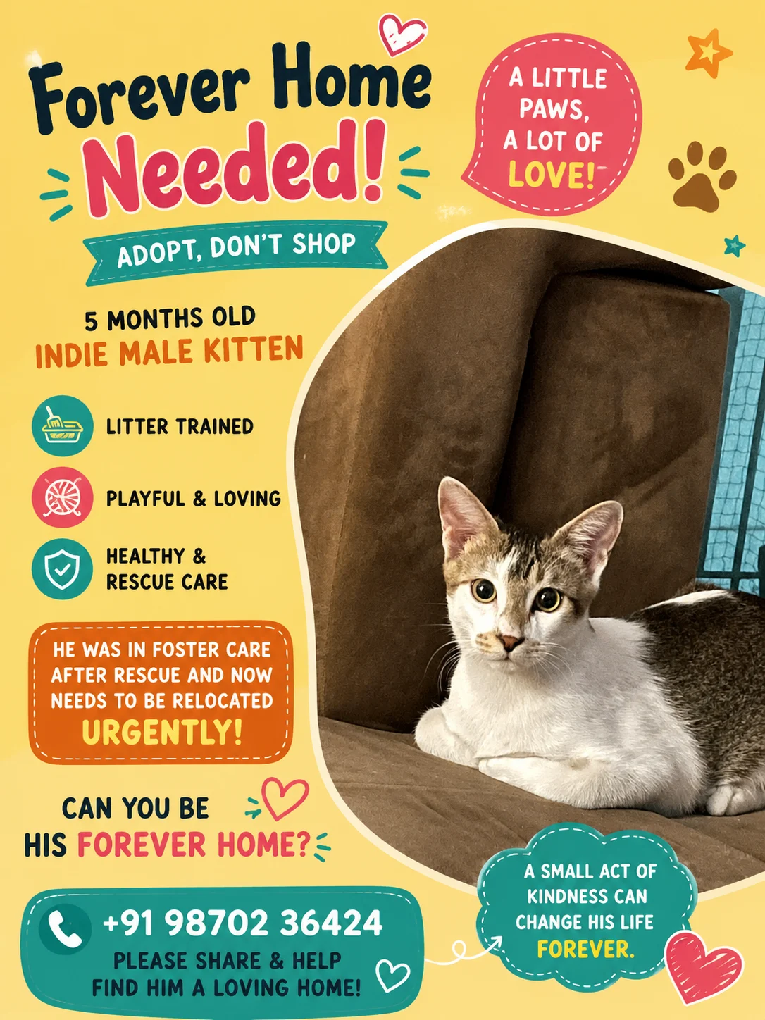 This Handsome boy needs home