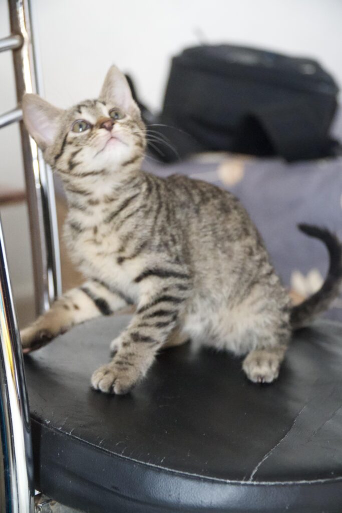 Mother cat and her female kitten up for adoption (free) in Delhi NCR and Dehradun
