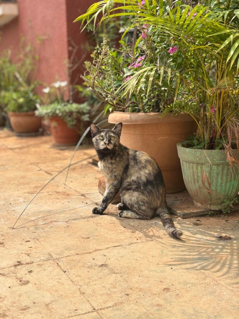 Adopt Ms Mary | 2yrs Female Tortie, Spayed cat | Bangalore