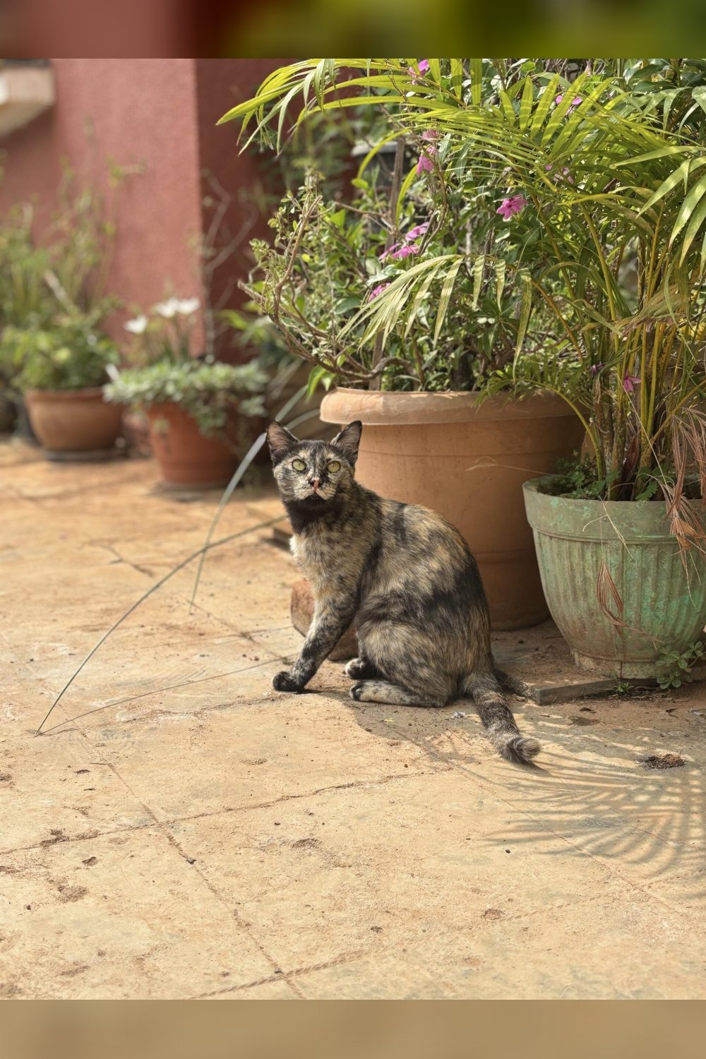 Adopt Ms Mary | 2yrs Female Tortie, Spayed cat | Bengaluru