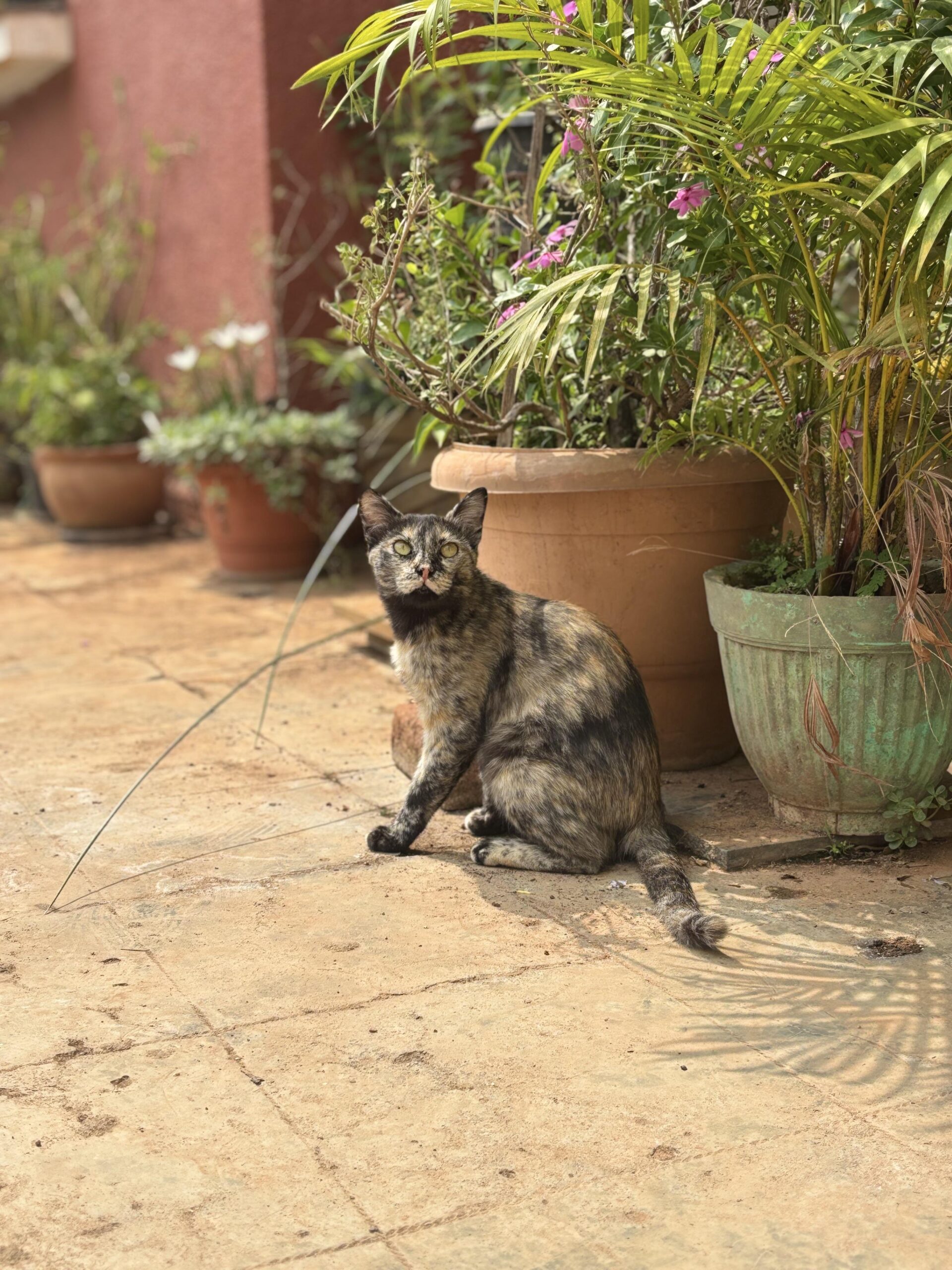 Adopt Ms Mary | 2yrs Female Tortie, Spayed cat | Bangalore