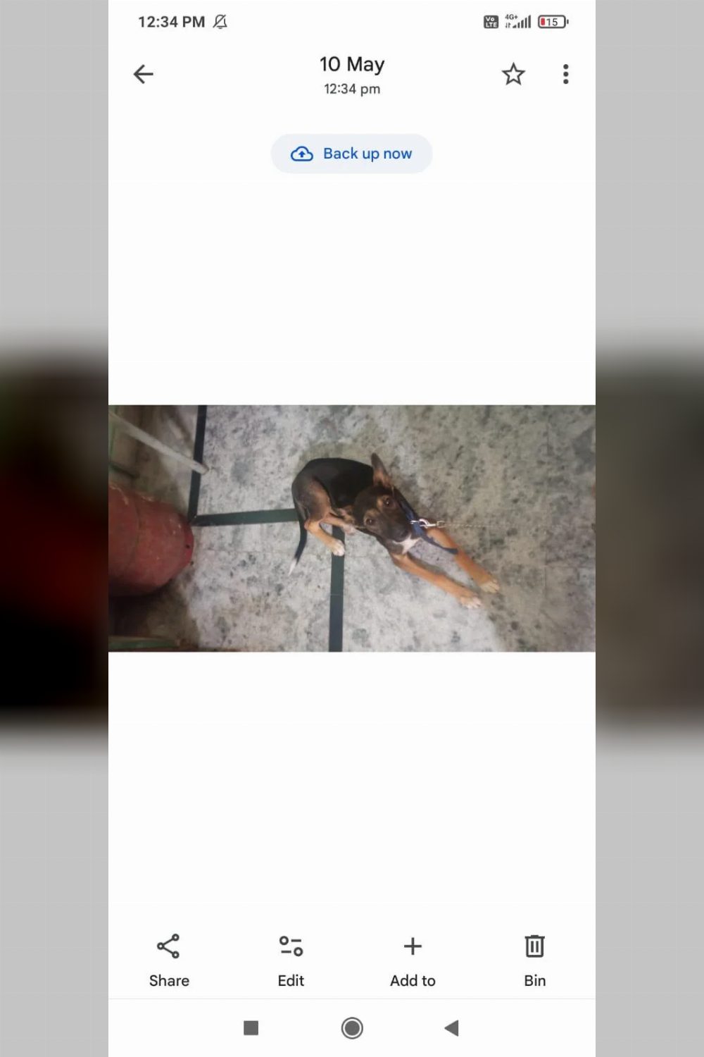 Pet adoption appeal for a rescued indie β Delhi NCR