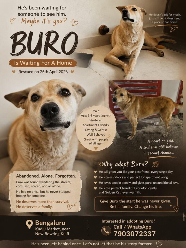 BENGALURU — URGENT ADOPTION FOR BURO 🐾