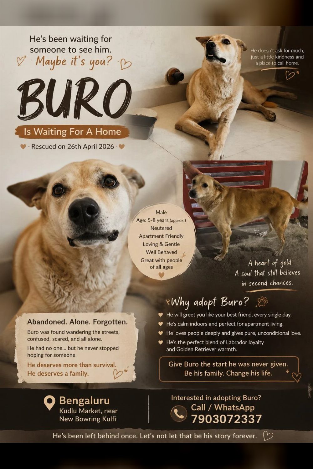 BENGALURU — URGENT ADOPTION FOR BURO 🐾
