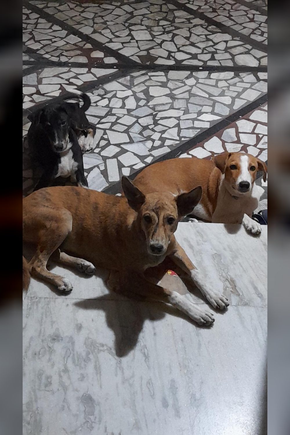HELP ME FIND A HOME FOR THEM BEFORE THEY ARE KILLED — Bengaluru
