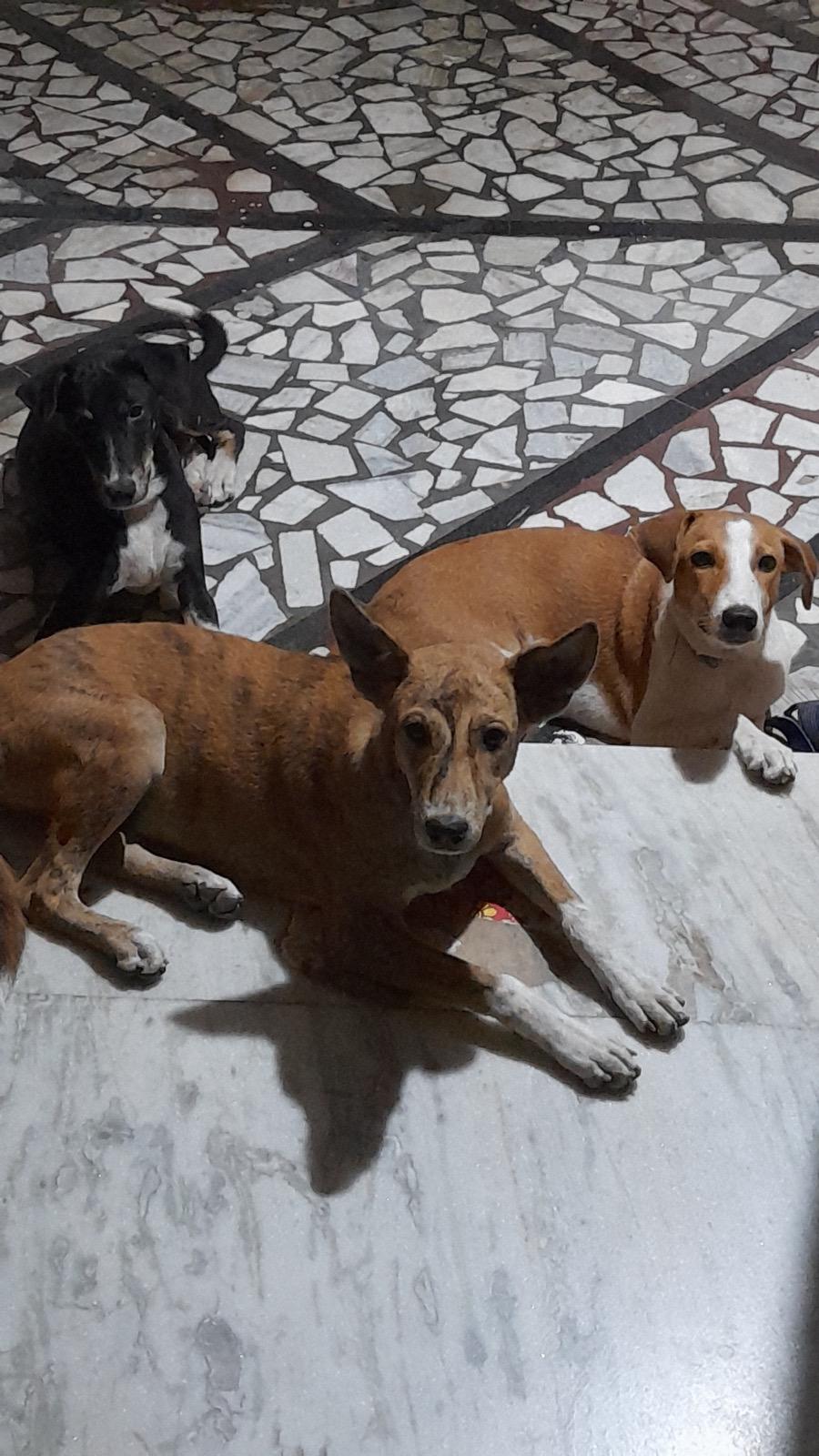HELP ME FIND A HOME FOR THEM BEFORE THEY ARE KILLED