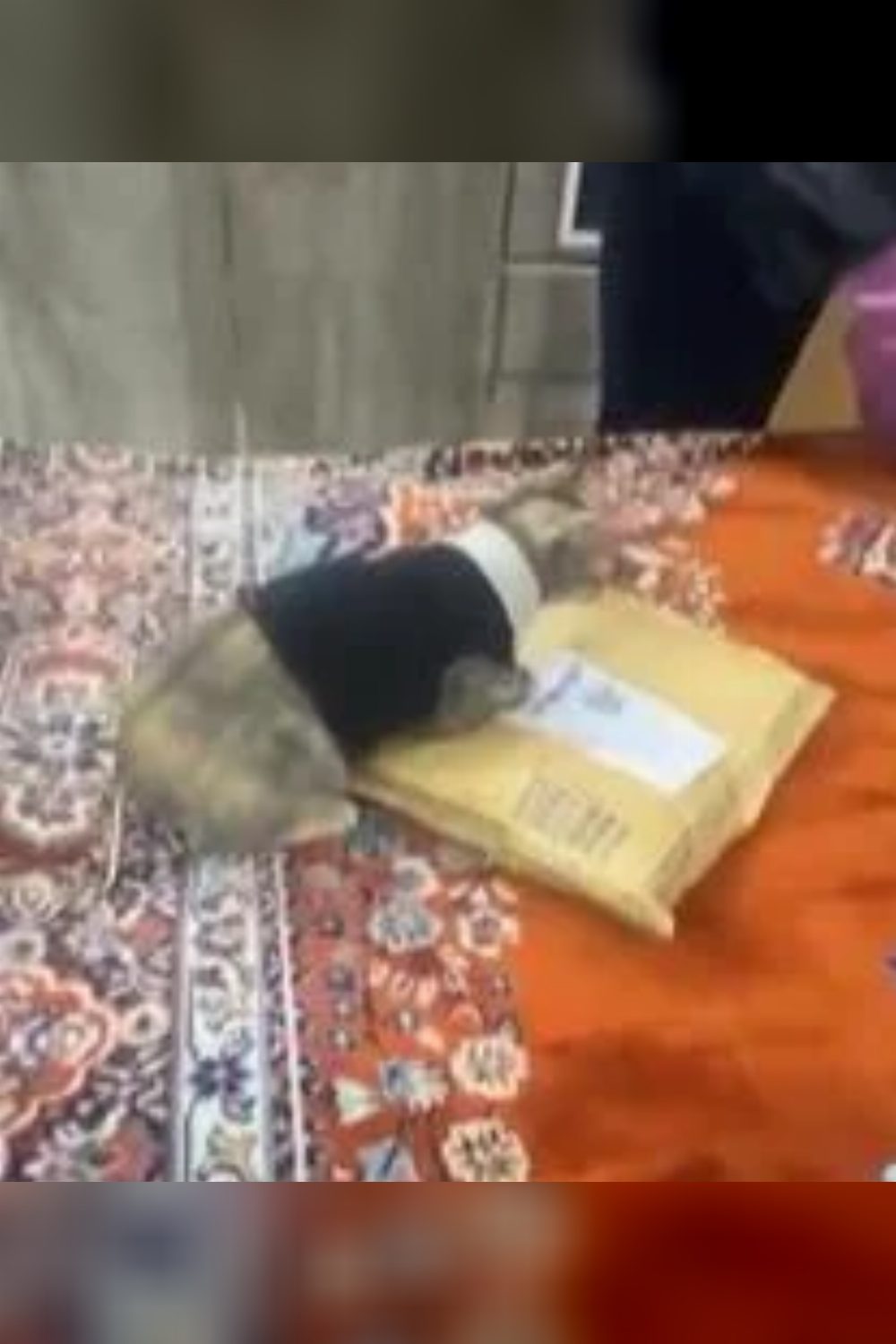 Meet Chiku: A Sweet 9-Month-Old Arabian Mau Looking for Her Forever Home — Delhi NCR