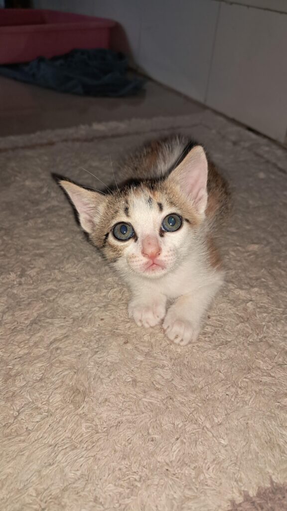 🚨 UPDATE: 2 kittens adopted! 2 booked But I still have 2 rescued sweethearts who urgently need homes. - cat in Thane Mumbai