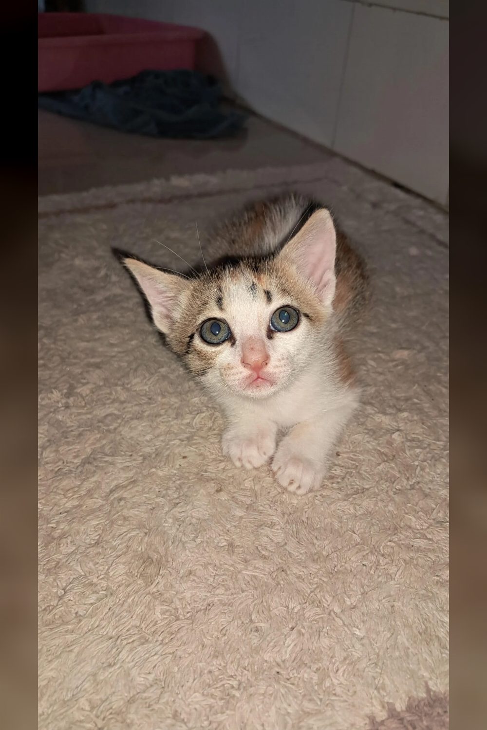 Two rescued kittens still urgently need homes β Thane