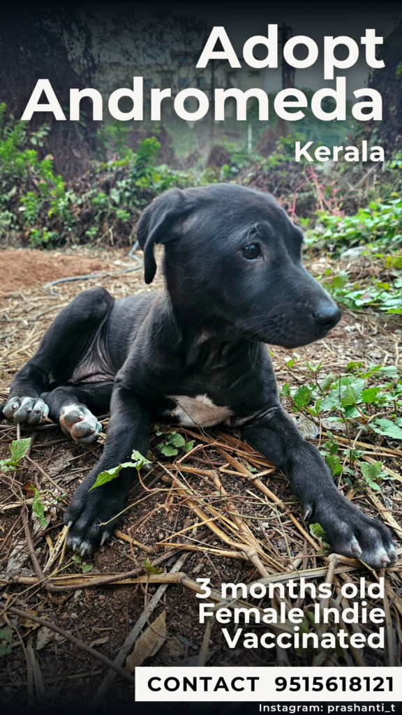 Little Andromeda is looking for a home again!