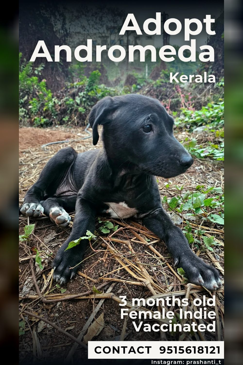 Little Andromeda is looking for a home again! — Hyderabad