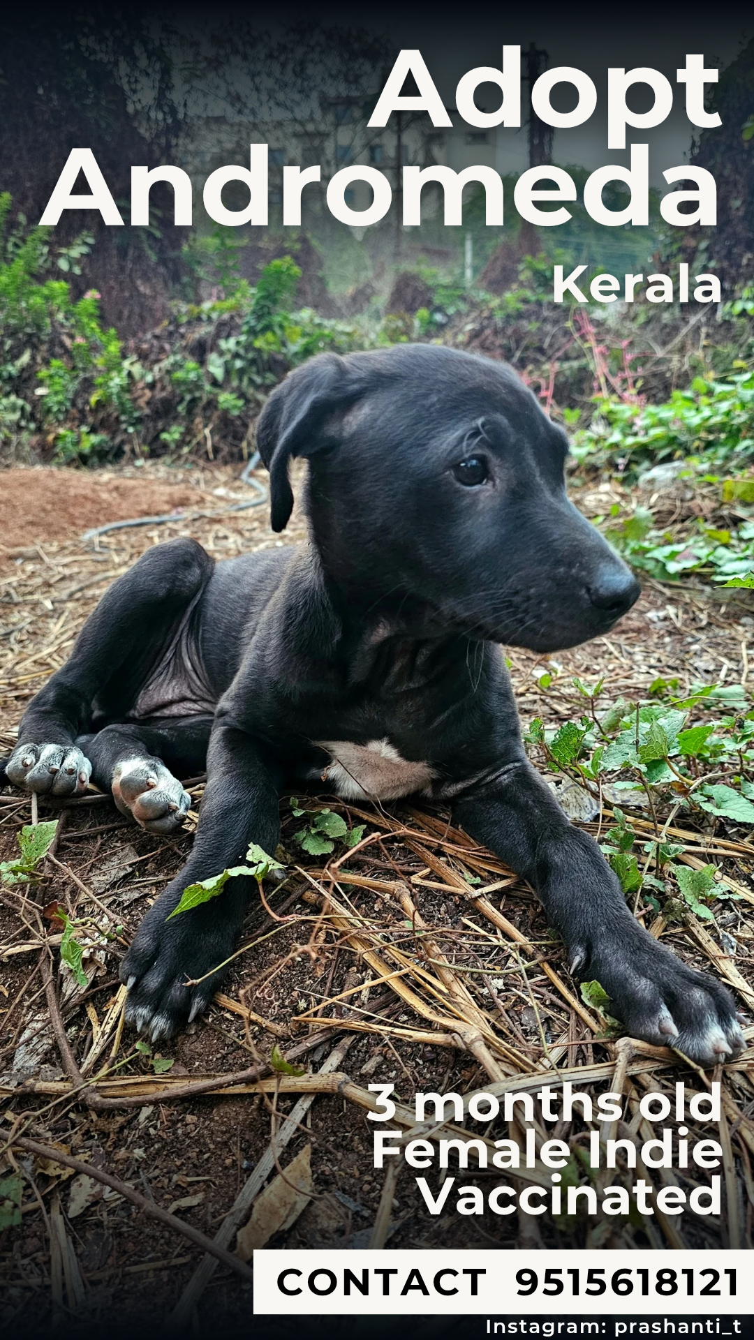Little Andromeda is looking for a home again!