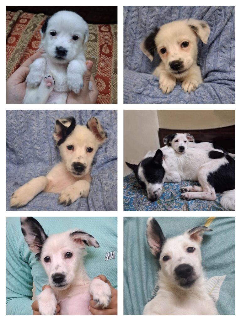 Puppy for adoption Delhi NCR. Snoopy needs a forever home ✨