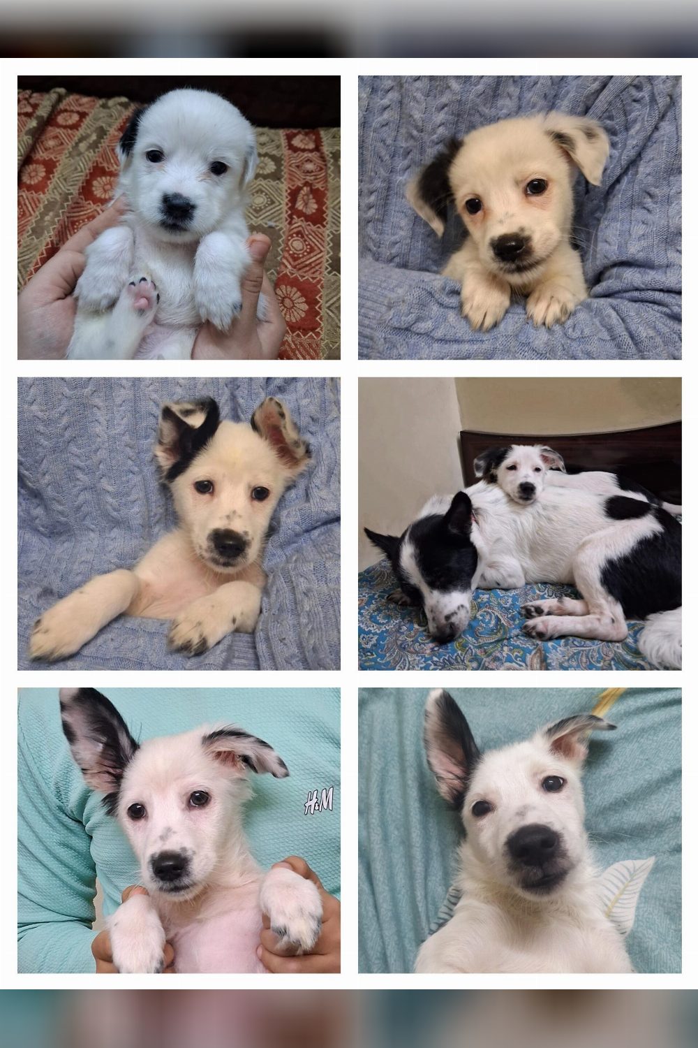 5-month-old male Spitz for adoption — Delhi NCR
