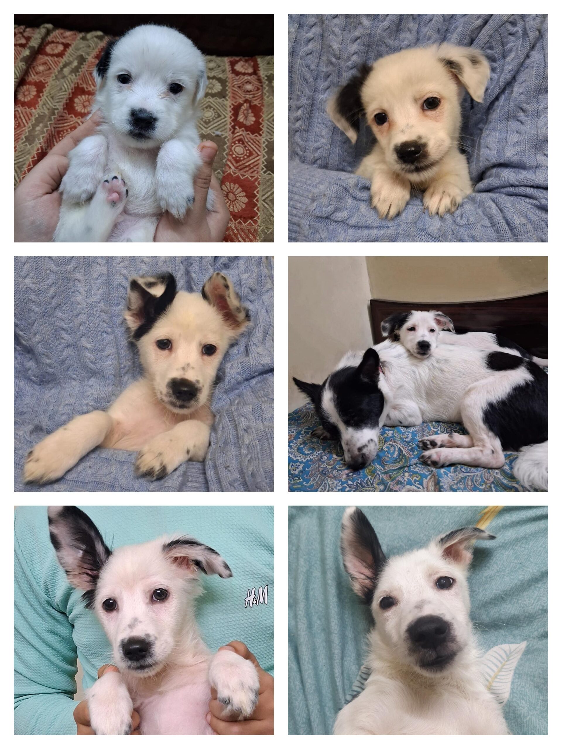 Puppy for adoption Delhi NCR. Snoopy needs a forever home ✨