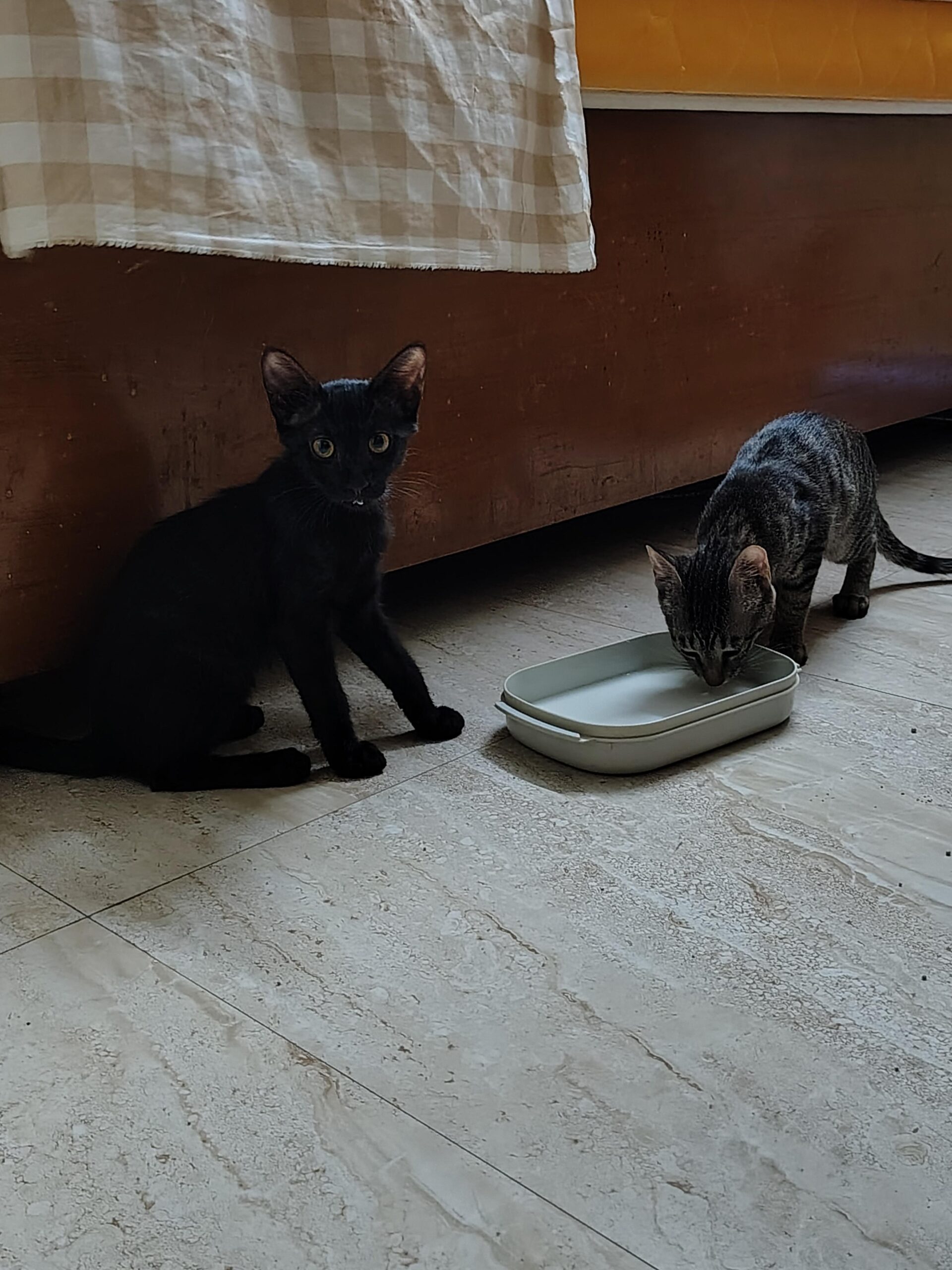 Foster needed, urgent!