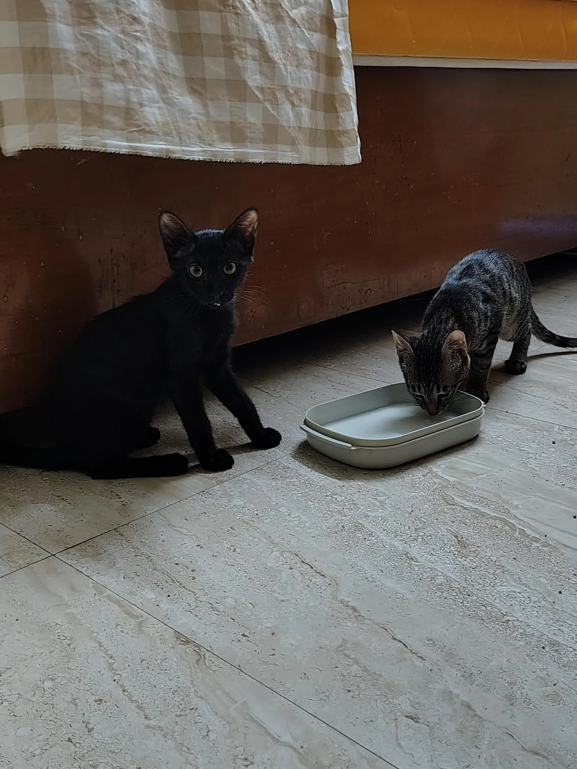 Foster needed, urgent!